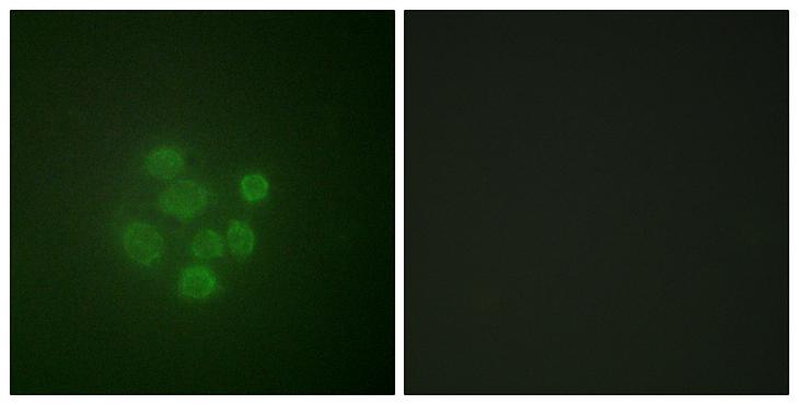 MDM2 Antibody - P-peptide - + Immunofluorescence analysis of A549 cells, using MDM2 (Phospho-Ser166) antibody.