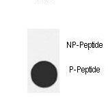 MDM2 Antibody - Dot blot of anti-hMDM2-T218 Phospho-specific antibody on nitrocellulose membrane. 50ng of Phospho-peptide or Non Phospho-peptide per dot were adsorbed. Antibody working concentrations are 0.5ug per ml.