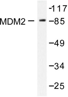 MDM2 Antibody - Western blot of MDM2 (S160) pAb in extracts from COS7 cells.