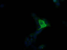 MDM4 / MDMX Antibody - Anti-MDM4 mouse monoclonal antibody immunofluorescent staining of COS7 cells transiently transfected by pCMV6-ENTRY MDM4.