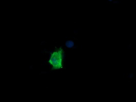 MDM4 / MDMX Antibody - Anti-MDM4 mouse monoclonal antibody immunofluorescent staining of COS7 cells transiently transfected by pCMV6-ENTRY MDM4.