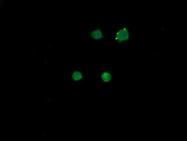 MDM4 / MDMX Antibody - Anti-MDM4 mouse monoclonal antibody immunofluorescent staining of COS7 cells transiently transfected by pCMV6-ENTRY MDM4.