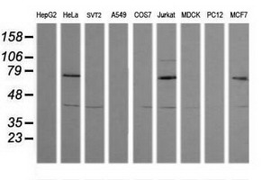 MDM4 / MDMX Antibody - Western blot of extracts (35 ug) from 9 different cell lines by using g anti-MDM4 monoclonal antibody (HepG2: human; HeLa: human; SVT2: mouse; A549: human; COS7: monkey; Jurkat: human; MDCK: canine; PC12: rat; MCF7: human).