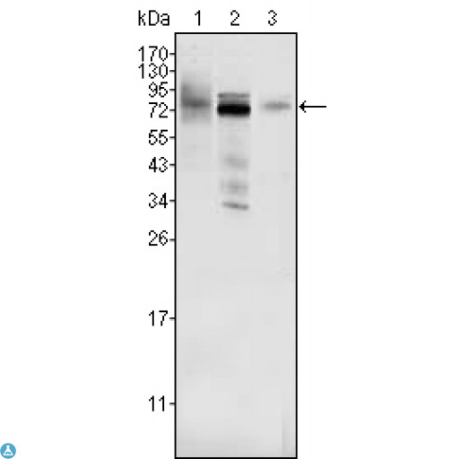 MDM4 / MDMX Antibody - Western Blot (WB) analysis using MDMX Monoclonal Antibody against HeLa (1), A549 (2) and A431 (3) cell lysate.