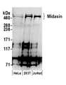 MDN1 Antibody - Detection of human Midasin by western blot. Samples: Whole cell lysate (50 µg) from HeLa, HEK293T, and Jurkat cells prepared using NETN lysis buffer. Antibodies: Affinity purified rabbit anti-Midasin antibody used for WB at 0.4 µg/ml. Detection: Chemiluminescence with an exposure time of 3 minutes.