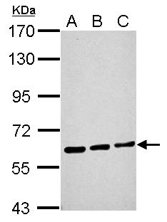 ME1 / Malate Dehydrogenase Antibody - Sample (30 ug of whole cell lysate). A: NIH-3T3, B: JC, C: BCL-1. 7.5% SDS PAGE. ME1 / Malate Dehydrogenase antibody diluted at 1:1000.
