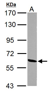 ME1 / Malate Dehydrogenase Antibody - Sample (30 ug of whole cell lysate). A: PC-12. 7.5% SDS PAGE. ME1 / Malate Dehydrogenase antibody diluted at 1:1000.