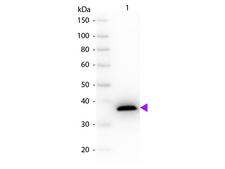 ME1 / Malate Dehydrogenase Antibody - Western Blot of Sheep anti-Malate Dehydrogenase antibody. Lane 1: Malate Dehydrogenase. Lane 2: None. Load: 50 ng per lane. Primary antibody: Malate Dehydrogenase antibody at 1:1,000 for overnight at 4°C. Secondary antibody: Peroxidase sheep secondary antibody at 1:40,000 for 30 min at RT. Block: MB-070 for 30 min at RT. Predicted/Observed size: 36 kDa, 36 kDa for Malate Dehydrogenase. Other band(s): None.