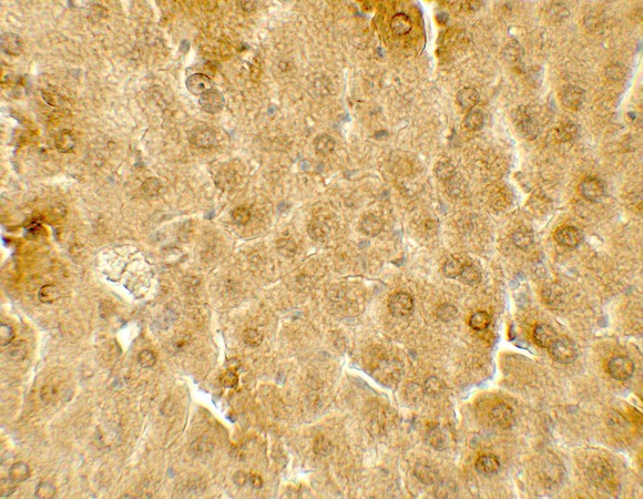 ME1 / Malate Dehydrogenase Antibody - Immunohistochemistry of ME1 in mouse liver tissue with ME1 antibody at 5 ug/mL.