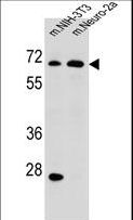 ME2 / Malate Dehydrogenase 2 Antibody - ME2 Antibody western blot of mouse NIH-3T3,Neuro-2a cell line lysates (35 ug/lane). The ME2 antibody detected the ME2 protein (arrow).
