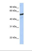 ME3 Antibody - 721_B cell lysate. Antibody concentration: 1.0 ug/ml. Gel concentration: 12%.  This image was taken for the unconjugated form of this product. Other forms have not been tested.