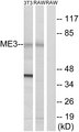 ME3 Antibody - Western blot analysis of lysates from RAW264.7 and NIH/3T3 cells, using ME3 Antibody. The lane on the right is blocked with the synthesized peptide.