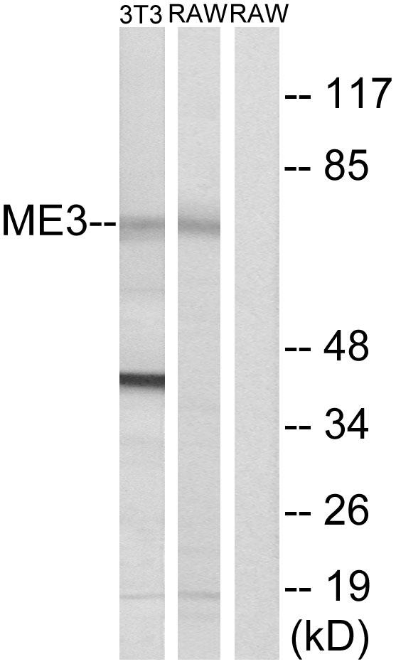 ME3 Antibody - Western blot analysis of extracts from 3T3 cells and RAW264.7 cells, using ME3 antibody.