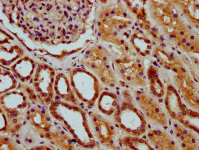 MEAF6 / C1orf149 Antibody - Immunohistochemistry Dilution at 1:200 and staining in paraffin-embedded human kidney tissue performed on a Leica BondTM system. After dewaxing and hydration, antigen retrieval was mediated by high pressure in a citrate buffer (pH 6.0). Section was blocked with 10% normal Goat serum 30min at RT. Then primary antibody (1% BSA) was incubated at 4°C overnight. The primary is detected by a biotinylated Secondary antibody and visualized using an HRP conjugated SP system.