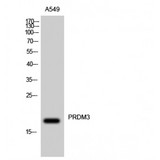 MECOM / EVI1 Antibody - Western blot of PRDM3 antibody
