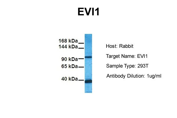 MECOM / EVI1 Antibody