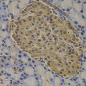 MECOM / EVI1 Antibody - Immunohistochemistry of paraffin-embedded rat pancreas.