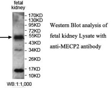 MECP2 Antibody
