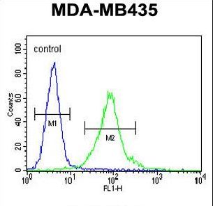 MECP2 Antibody - MeCP2 Antibody (N-term S80) flow cytometry of MDA-MB435 cells (right histogram) compared to a negative control cell (left histogram). FITC-conjugated goat-anti-rabbit secondary antibodies were used for the analysis.