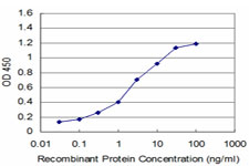 MECP2 Antibody - Detection limit for recombinant GST tagged MECP2 is approximately 0.1 ng/ml as a capture antibody.