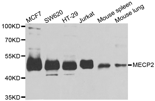 MECP2 Antibody - Western blot analysis of extracts of various cell lines.