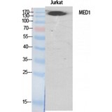 MED1 / TRAP220 Antibody - Western blot of TRAP220 antibody