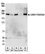 MED1 / TRAP220 Antibody - Detection of Human and Mouse CRSP1/TRAP220 by Western Blot. Samples: Whole cell lysate from 293T (15 and 50 ug), HeLa (50 ug), Jurkat (50 ug), and mouse NIH3T3 (50 ug) cells. Antibodies: Affinity purified goat anti-CRSP1/TRAP220 antibody used for WB at 1 ug/ml. Detection: Chemiluminescence with an exposure time of 3 minutes.