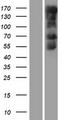 MED1 / TRAP220 Protein - Western validation with an anti-DDK antibody * L: Control HEK293 lysate R: Over-expression lysate