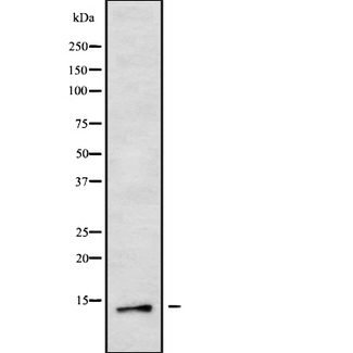 MED11 Antibody - Western blot analysis of MED11 using RAW264.7 whole cells lysates