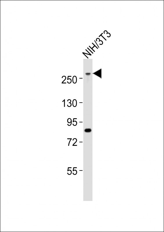 MED12 Antibody - Anti-Med12 Antibody at 1:1000 dilution + NIH/3T3 whole cell lysates Lysates/proteins at 20 ug per lane. Secondary Goat Anti-Rabbit IgG, (H+L), Peroxidase conjugated at 1/10000 dilution Predicted band size : 245 kDa Blocking/Dilution buffer: 5% NFDM/TBST.