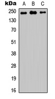 MED12 Antibody - Western blot analysis of TRAP230 expression in HEK293T (A); NS-1 (B); PC12 (C) whole cell lysates.
