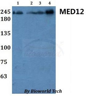 MED12 Antibody - Western blot of MED12 antibody at 1:500 dilution. Lane 1: HEK293T whole cell lysate. Lane 2: H9C2 whole cell lysate. Lane 3: sp20 whole cell lysate. Lane 4: PC12 whole cell lysate.