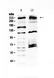 MED13 / TRAP240 Antibody - Western blot - Anti-MED13 Picoband Antibody