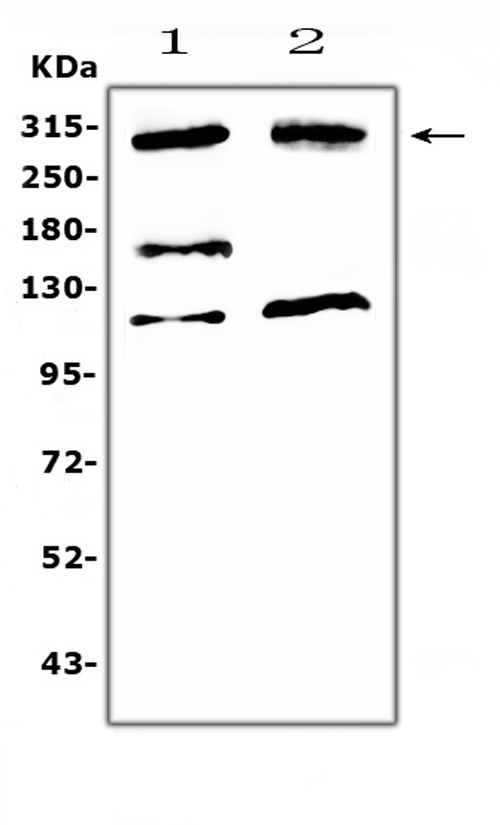 MED13 / TRAP240 Antibody - Western blot analysis of MED13 using anti-MED13 antibody. Electrophoresis was performed on a 5-20% SDS-PAGE gel at 70V (Stacking gel) / 90V (Resolving gel) for 2-3 hours. The sample well of each lane was loaded with 50ug of sample under reducing conditions. Lane 1: human U2OS whole cell lysates,Lane 2: human MCF-7 whole cell lysates. After Electrophoresis, proteins were transferred to a Nitrocellulose membrane at 150mA for 50-90 minutes. Blocked the membrane with 5% Non-fat Milk/ TBS for 1.5 hour at RT. The membrane was incubated with rabbit anti-MED13 antigen affinity purified polyclonal antibody at 0.5 ug/mL overnight at 4?, then washed with TBS-0.1% Tween 3 times with 5 minutes each and probed with a goat anti-rabbit IgG-HRP secondary antibody at a dilution of 1:10000 for 1.5 hour at RT. The signal is developed using an Enhanced Chemiluminescent detection (ECL) kit with Tanon 5200 system. A specific band was detected for MED13 at approximately 300KD. The expected band size for MED13 is at 239KD.