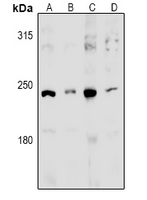 MED13L Antibody - Western blot analysis of MED13L expression in HEK293T (A), COS7 (B), C6 (C), MEF (D) whole cell lysates.
