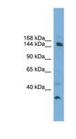 MED14 Antibody - MED14 antibody Western blot of A549 cell lysate. This image was taken for the unconjugated form of this product. Other forms have not been tested.