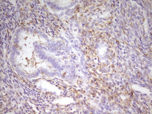 MED15 / ARC105 Antibody - Immunohistochemical staining of paraffin-embedded Human endometrium tissue within the normal limits using anti-MED15 mouse monoclonal antibody. (Heat-induced epitope retrieval by 1 mM EDTA in 10mM Tris, pH8.5, 120C for 3min,
