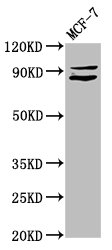 MED15 / ARC105 Antibody - Positive Western Blot detected in MCF-7 whole cell lysate. All lanes: MED15 antibody at 5.2 µg/ml Secondary Goat polyclonal to rabbit IgG at 1/50000 dilution. Predicted band size: 87, 83, 76 KDa. Observed band size: 87 KDa