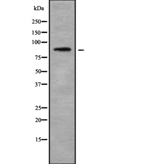 MED15 / ARC105 Antibody - Western blot analysis of MED15 using NIH-3T3 whole cells lysates