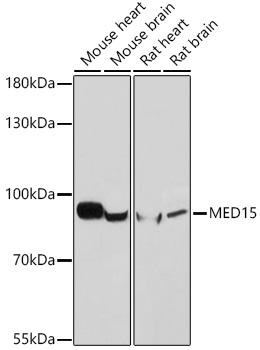 MED15 / ARC105 Antibody - Western blot analysis of extracts of various cell lines using MED15 Polyclonal Antibody at dilution of 1:1000.