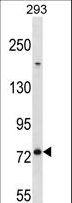 MED16 / THRAP5 Antibody - MED16 Antibody western blot of 293 cell line lysates (35 ug/lane). The MED16 antibody detected the MED16 protein (arrow).