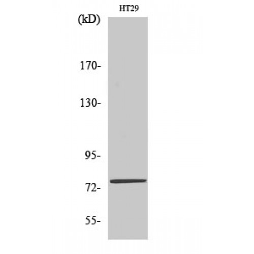 MED17 / TRAP80 Antibody - Western blot of CRSP77 antibody