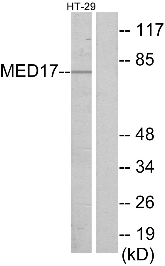 MED17 / TRAP80 Antibody - Western blot analysis of lysates from HT-29 cells, using MED17 Antibody. The lane on the right is blocked with the synthesized peptide.
