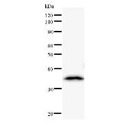 MED17 / TRAP80 Antibody - Western blot analysis of immunized recombinant protein, using anti-CRSP6 monoclonal antibody.