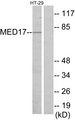 MED17 / TRAP80 Antibody - Western blot analysis of extracts from HT-29 cells, using MED17 antibody.