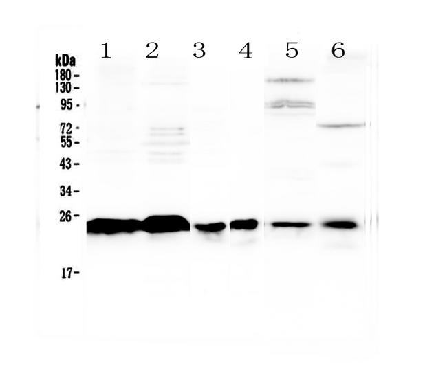 MED18 Antibody - Western blot - Anti-MED18 Picoband Antibody