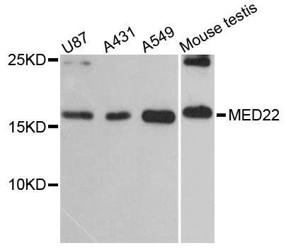 MED22 Antibody - Western blot analysis of extracts of various cell lines, using MED22 antibody at 1:3000 dilution. The secondary antibody used was an HRP Goat Anti-Rabbit IgG (H+L) at 1:10000 dilution. Lysates were loaded 25ug per lane and 3% nonfat dry milk in TBST was used for blocking. An ECL Kit was used for detection and the exposure time was 90s.