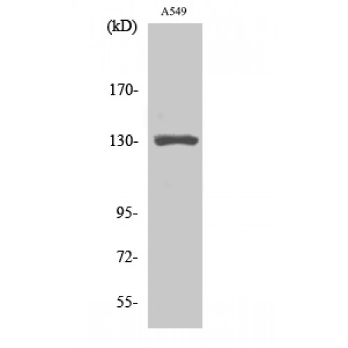MED23 / SUR2 Antibody - Western blot of CRSP130 antibody