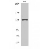 MED23 / SUR2 Antibody - Western blot of CRSP130 antibody