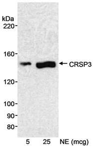 MED23 / SUR2 Antibody - Detection of Human CRSP3 by Western Blot. Samples: Nuclear extract (5 and 25 ug) from HeLa cells. Antibody: Affinity purified rabbit anti-CRSP3 antibody used at 0.33 ug/ml. Detection: Chemiluminescence with an exposure time of 5 minutes.
